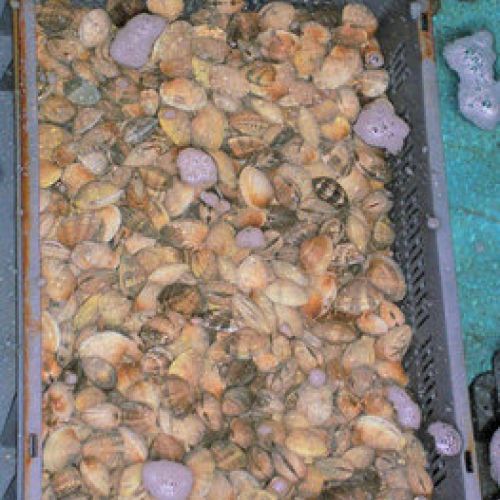 Caja con almejas